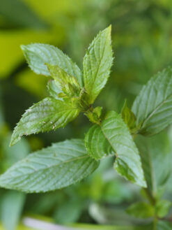 HerbaTherapy Borsmenta illóolaj Mentha piperita