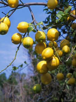 HerbaTherapy Citrom illóolaj Citrus limonum