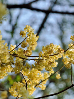 HerbaTherapy Kubeba illóolaj Litsea citrata