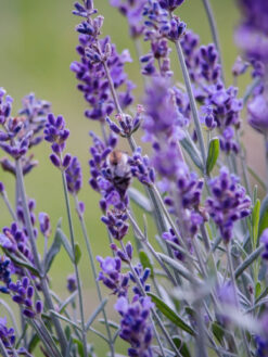 HerbaTherapy Orvosi levendula illóolaj Lavandula angustifolia