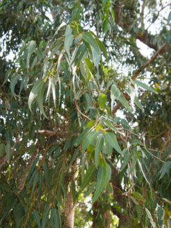 HerbaTherapy Vietnámi (citromos) eukaliptusz illóolaj