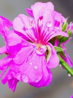 HerbaTherapy Pálmarózsa illóolaj Cymbopogon martinii