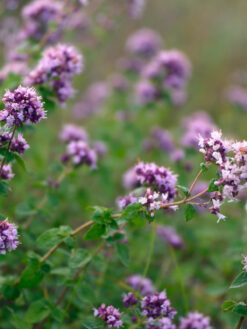 HerbaTherapy Oregano illóolaj Origanum vulgare