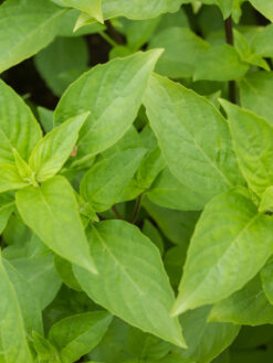 HerbaTherapy Bazsalikom illóolaj Ocimum basilicum