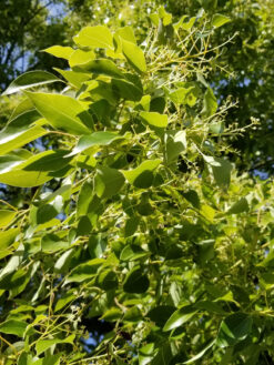 HerbaTherapy Ho fa illóolaj Cinnamomum camphora ct. linalool