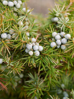 HerbaTherapy Közönséges boróka illóolaj Juniperus communis