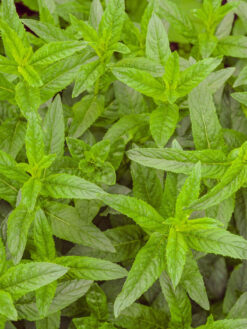 HerbaTherapy Fodormenta illóolaj Mentha spicata