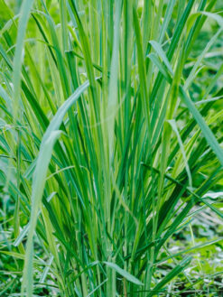 HerbaTherapy Jávai citronella illóolaj Cymbopogon winterianus