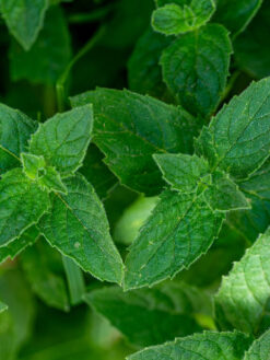 HerbaTherapy Mezei menta illóolaj Mentha arvensis