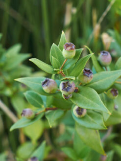 HerbaTherapy Mirtusz illóolaj Myrtus communis