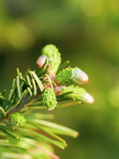 HerbaTherapy Szibériai fenyő illóolaj Abies sibirica