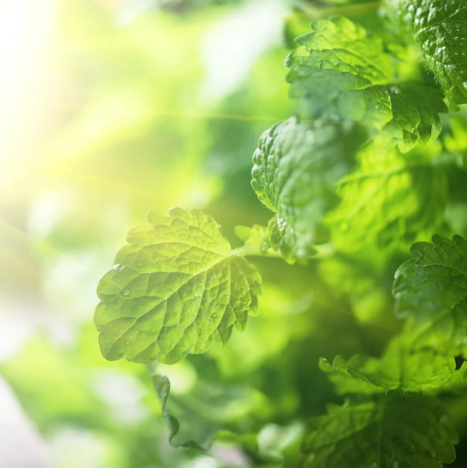 Citromfű virágvíz HerbaTherapy