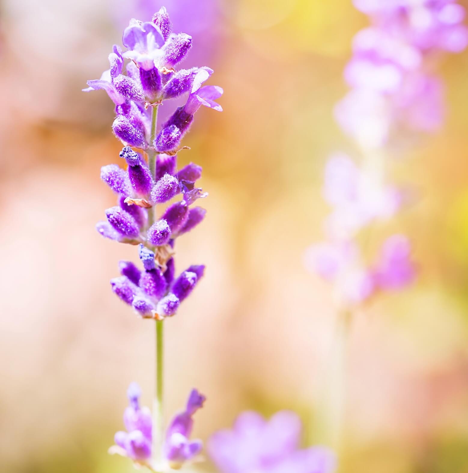 Levendula virágvíz HerbaTherapy