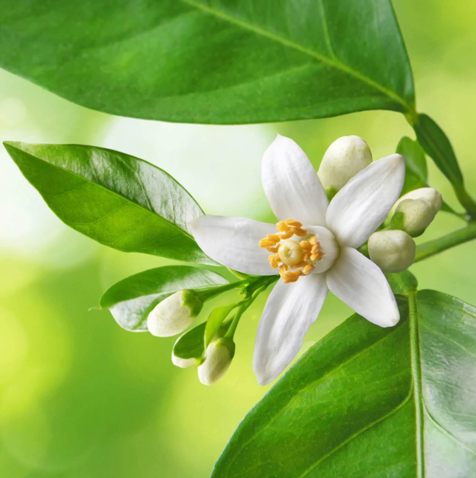 Neroli hidrolátum HerbaTherapy