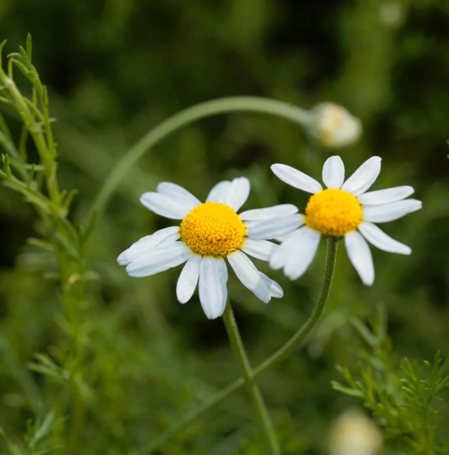 Római kamilla hidrolátum HerbaTherapy