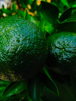 HerbaTherapy Bergamott illóolaj – Citrus bergamia