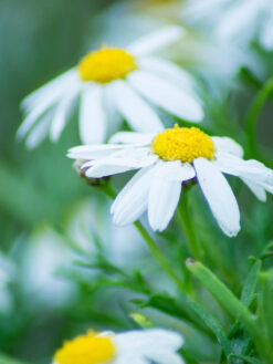 HerbaTherapy Római kamilla illóolaj Chamaemelum nobile